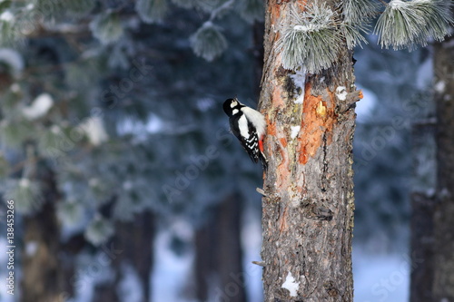 Dendrocopos major. Great spotted woodpecker winter day in the forest at the Yamal Peninsula