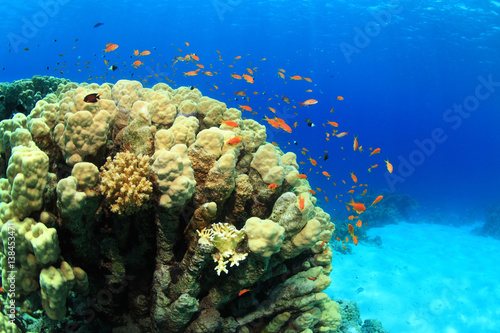 Tropical coral reef and colorful fish