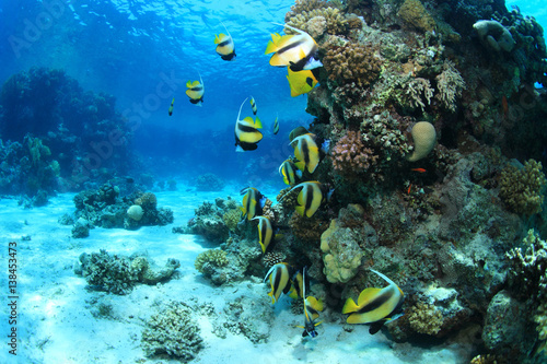 Tropical coral reef and colorful fish