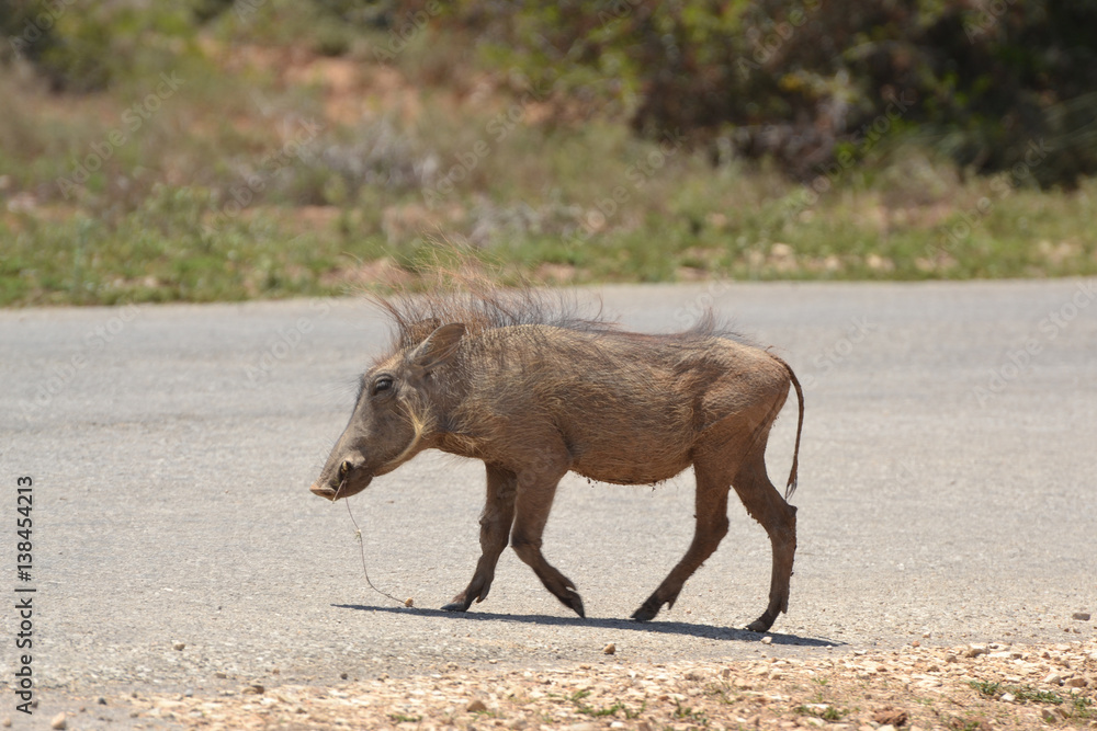 Warzenschwein auf der Straße Warzenschwein auf der Straße