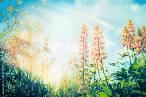 Lupines flowers blooming at sky background in garden or park  outdoor