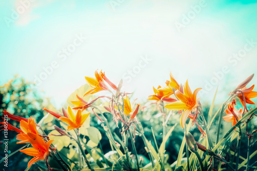 Fototapeta Naklejka Na Ścianę i Meble -  Lily flowers at sky background in garden or park, outdoor nature background