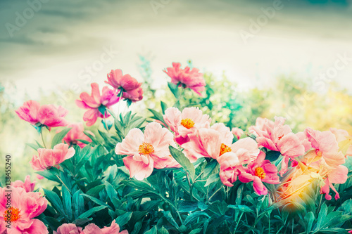 Wallpaper Mural Pink peonies flowers in garden or park, outdoor nature background Torontodigital.ca