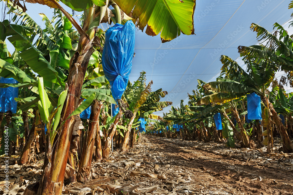 Naklejka premium banana plantations covered with mesh