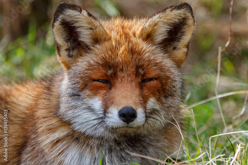 Fox resting in the grass