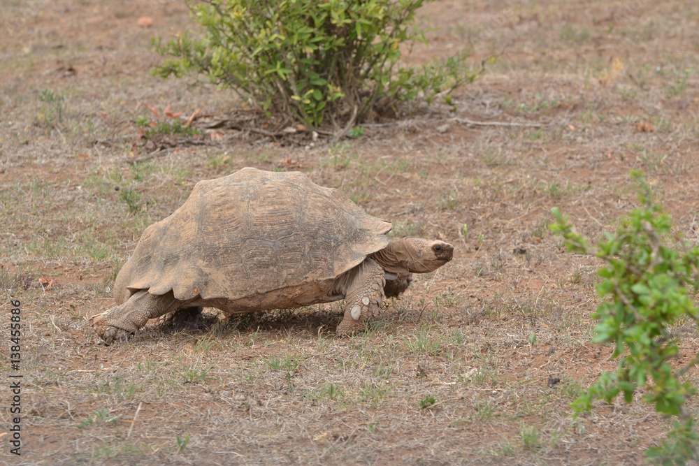 Obraz premium Landschildkröte