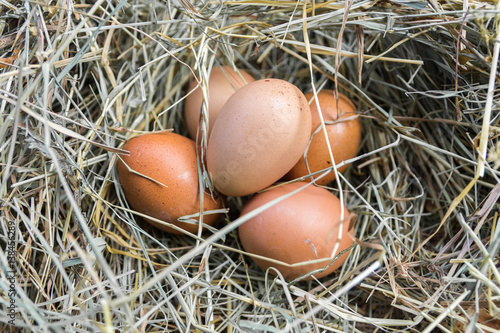 A bunch of chicken eggs in hay. Close-up.