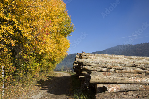 Harvested trees in the mountains
