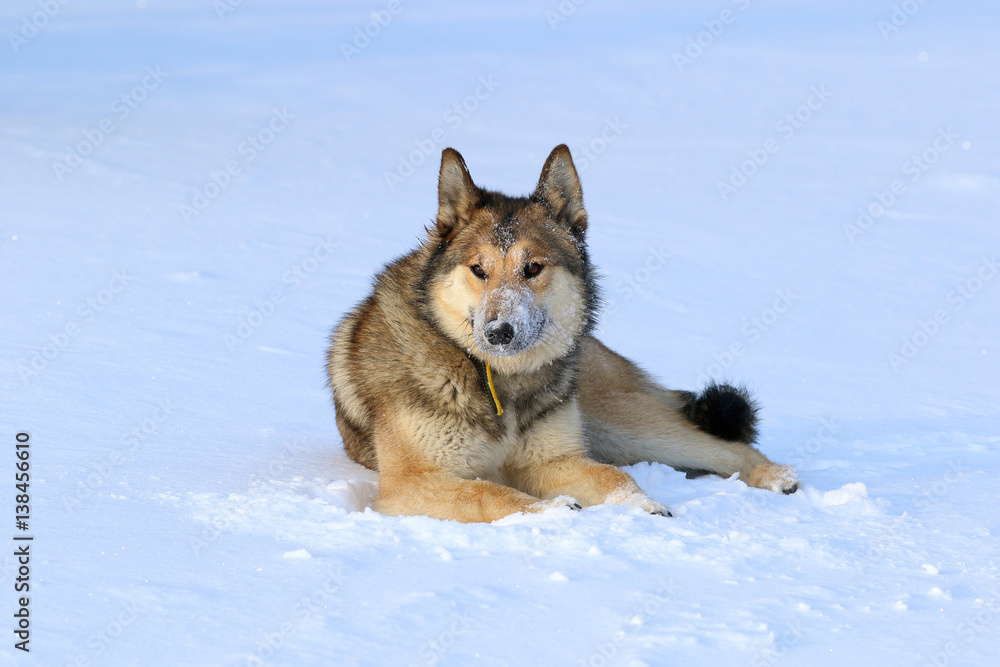 The West Siberian Laika. Hunting dog resting in the snow