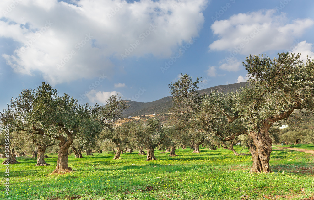 olive trees and green grass on a background of clouds olive trees and green grass on a background of clouds
