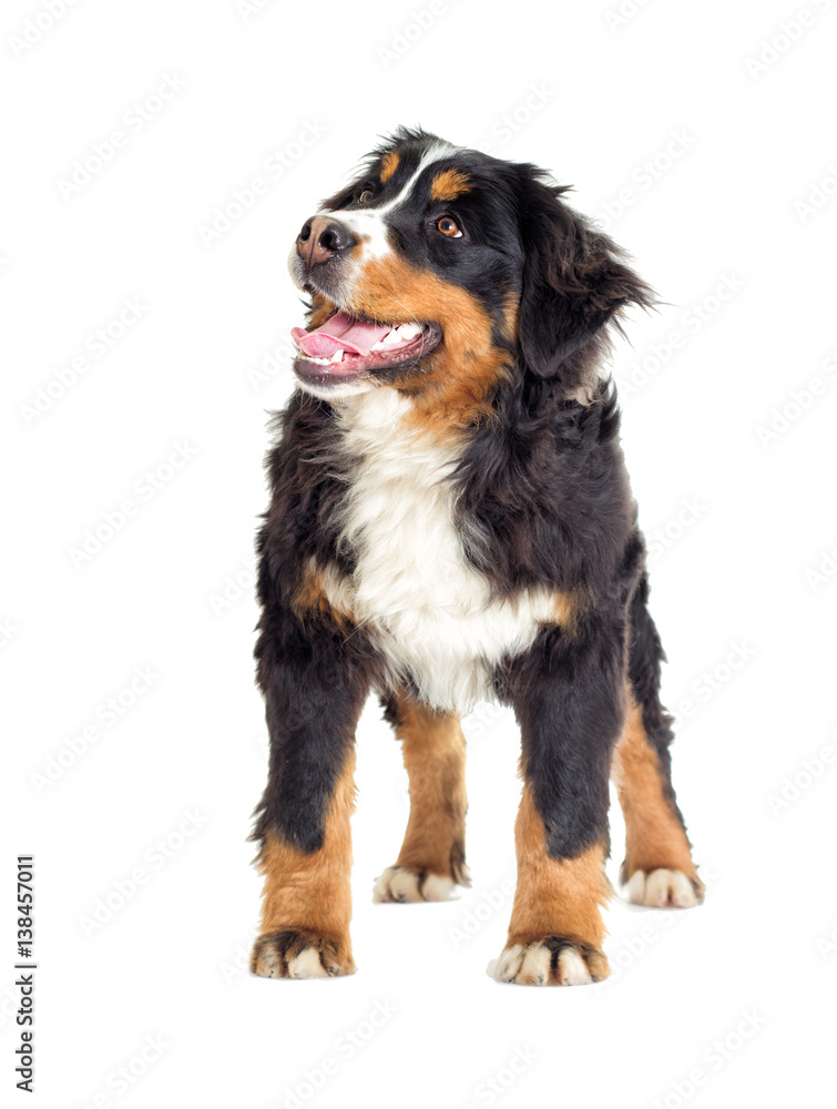 Bernese Mountain Dog on a white background Bernese Mountain Dog on a white background