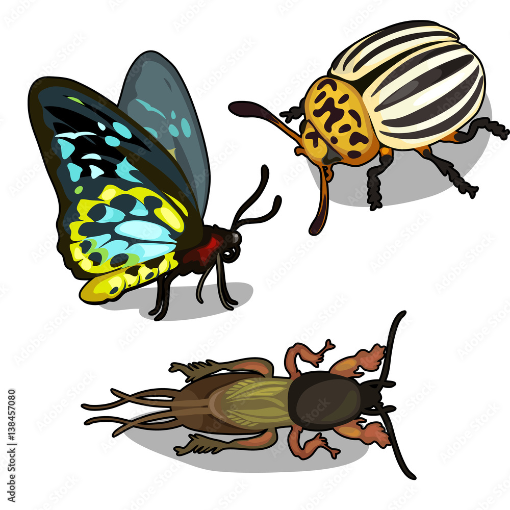 Set of butterflies, colorado beetle and cockroach Stock Vector | Adobe ...