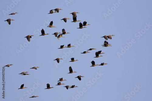 Image flock of male wild duck on the sky. Wild Animals.