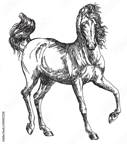 Arabian horse hand drawing illustration