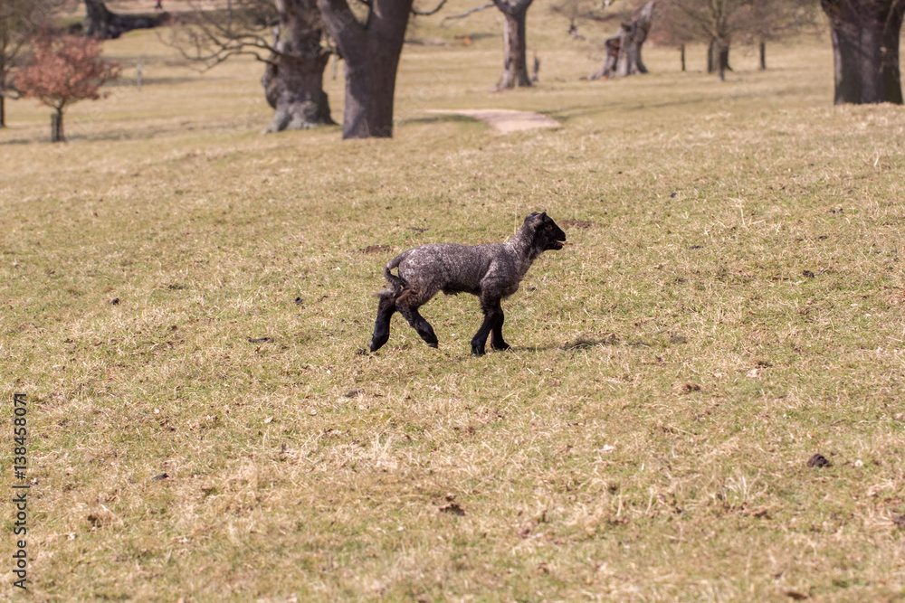 Black sheep. Lost lamb. English countryside. Black sheep. Lost lamb. English countryside.