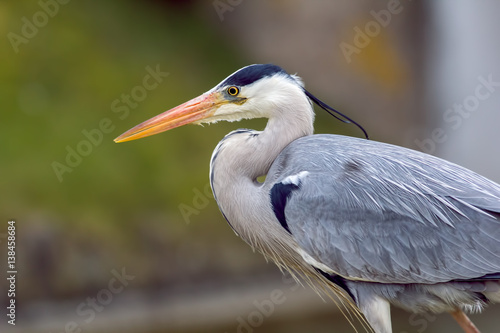 Grey heron in profile © Ian Dyball