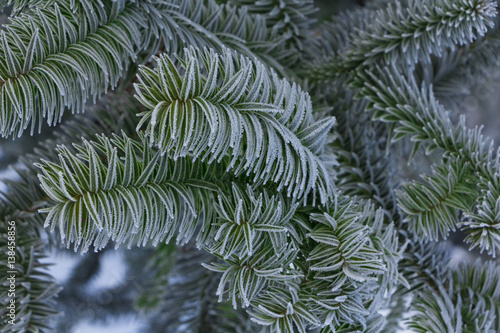 sapling spruce in winter park