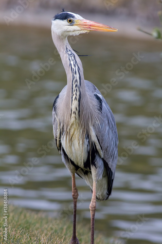 Obraz na plátně Grey heron wading bird with wet plumage. Portrait shot.