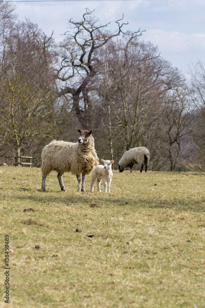 Lamb with mother sheep. English countryside scene. Lamb with mother sheep. English countryside scene.