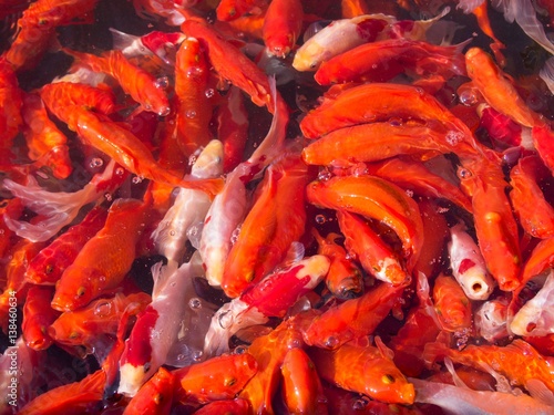 School of goldfish at a fish farm in Japan