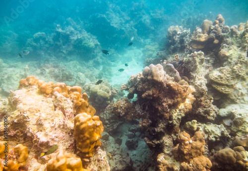 Coral reef and sea life with problem pollution