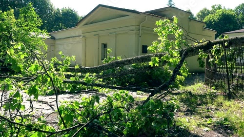 Fallen tree after a severe storm in a residential neighborhood