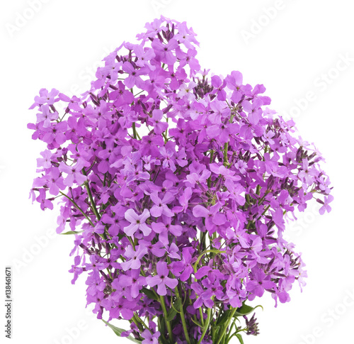 Violet flowers.