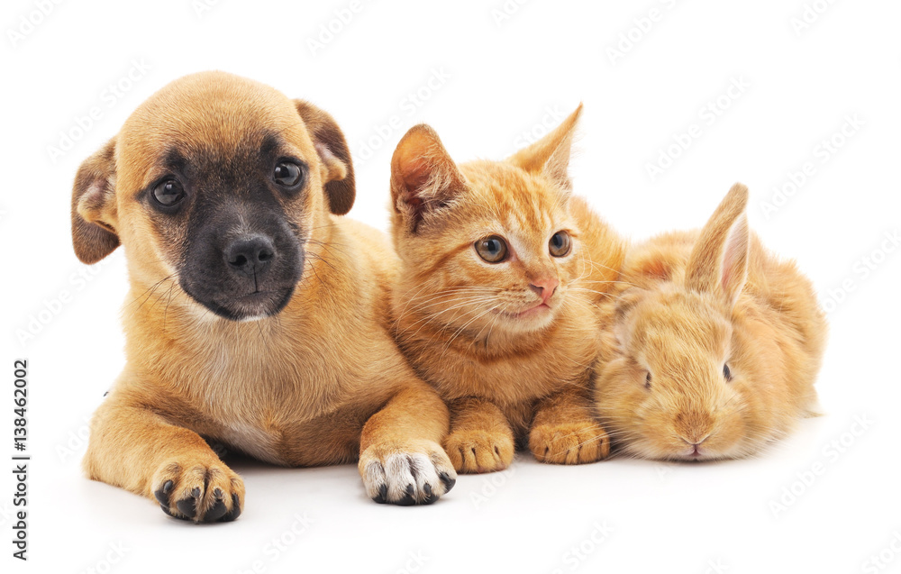 Obraz premium Red puppy, kitten and bunny.