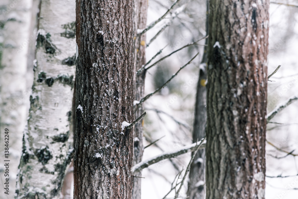 Fototapeta premium Close up of tree trunks in cold winter day