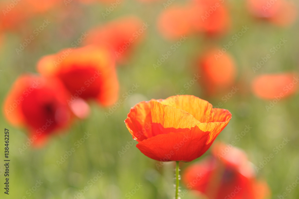 Fototapeta premium red poppies closeup