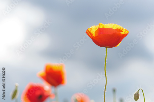 red poppies on blue sky background