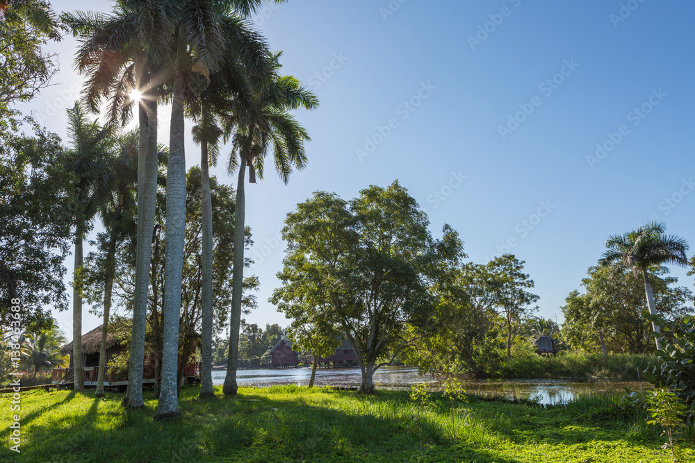 tall palm trees in the rays of the sun on the lake tall palm trees in the rays of the sun on the lake