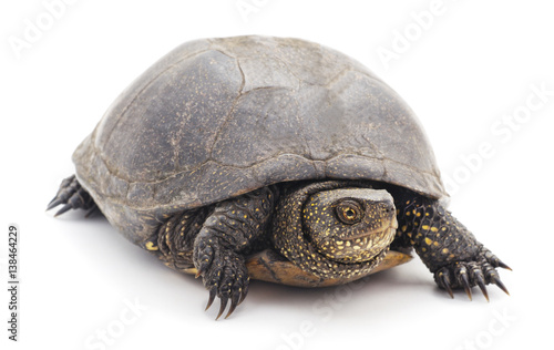 Large turtle.