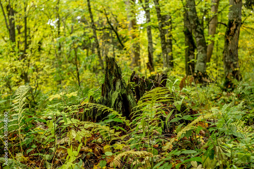 Stump with moss in the forest