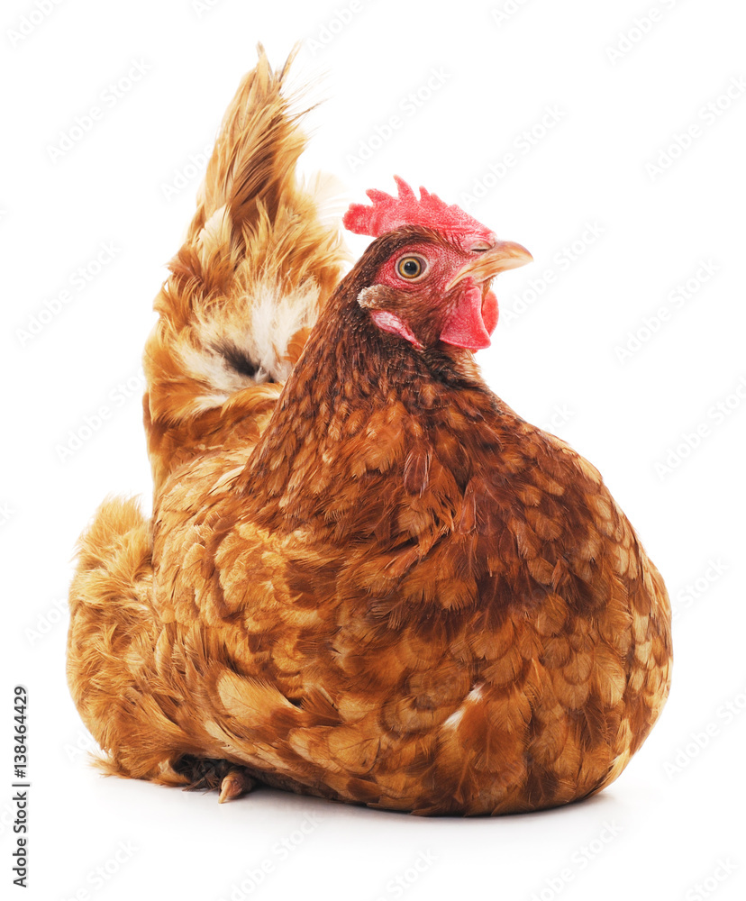 Obraz premium Brązowy kurczak.