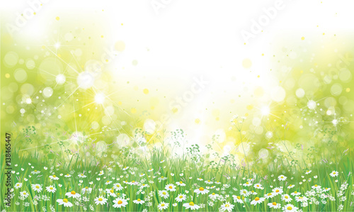 Vector summer nature background, blossoming flowers field.