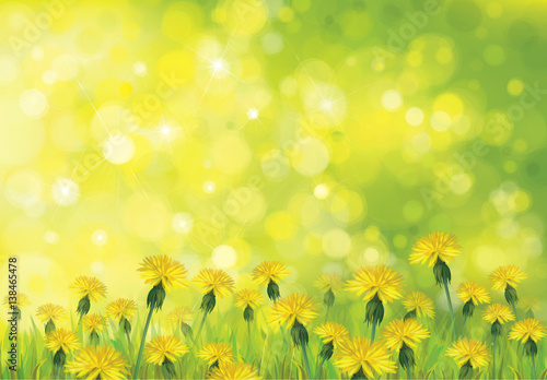 Vector nature background, dandelions flowers field.