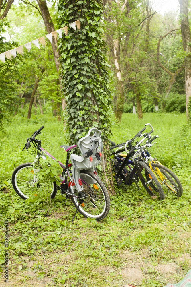 Bicycles near a tree