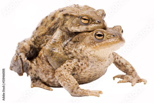 Mating couple of the common toad, Bufo bufo. Pair of animal in amplexus on a white background. photo