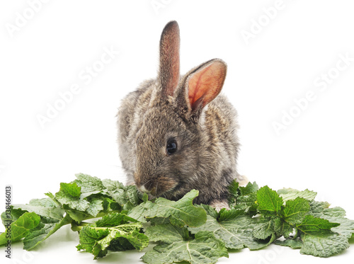 Young rabbit eat greens.