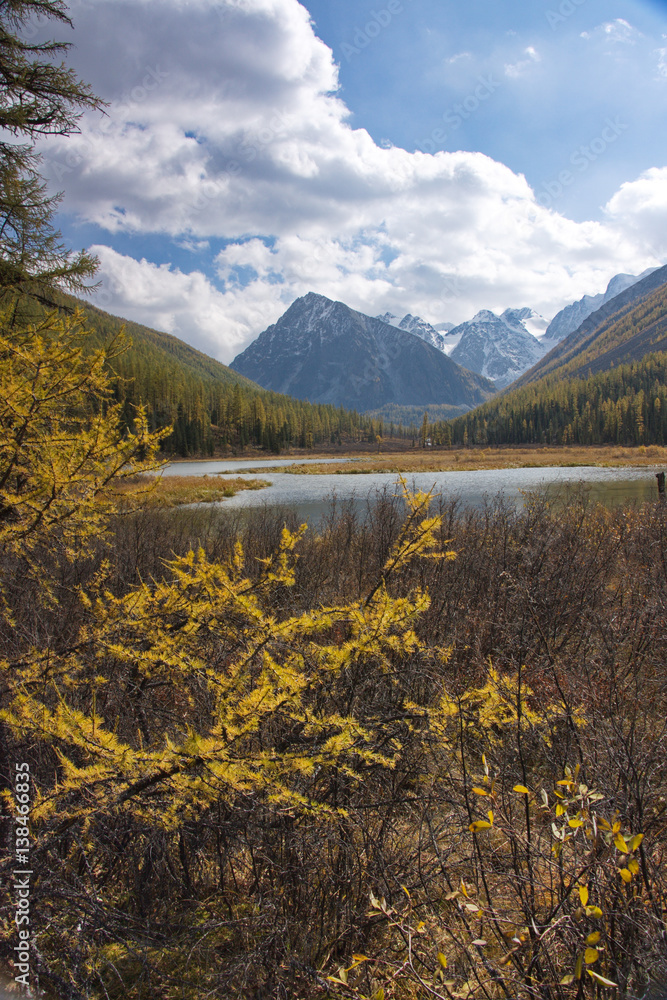 branches of a yellow larch against the background of a mountain landscape in the fall in Altai