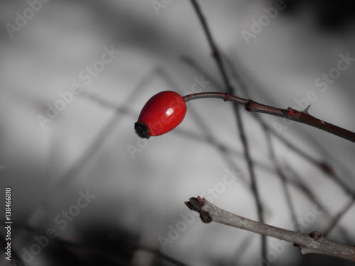 red berry in winter (Borne - France)