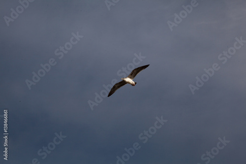 Seagull in San Diego on beach