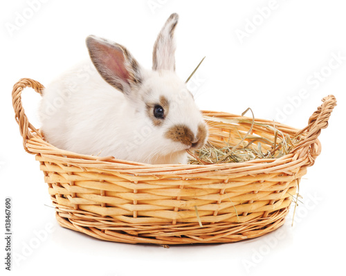 White rabbit in basket.