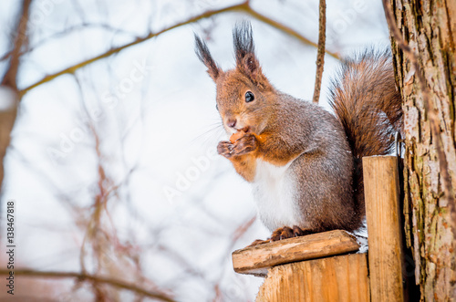 Squirrel in the park sitting on the tree gnawing hazelnut © aapsky
