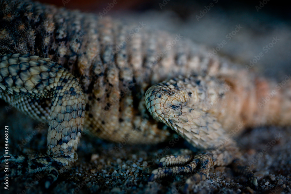 Fototapeta premium Lizard