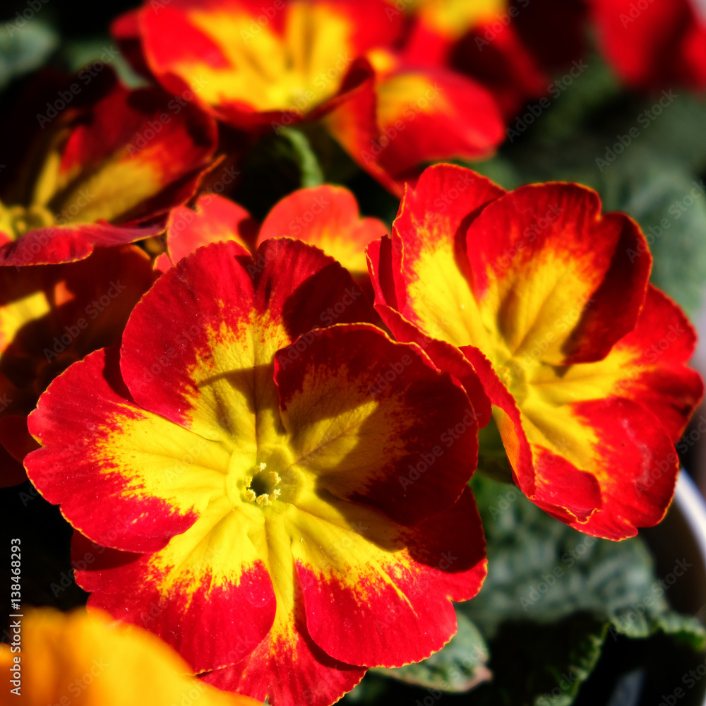 red and yellow primrose flower