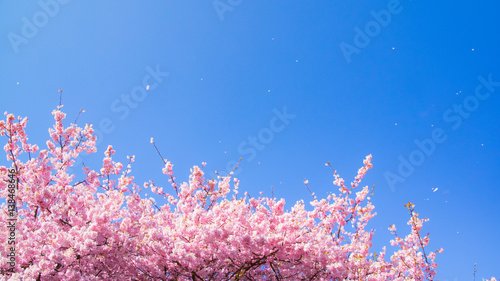 青空に散る桜