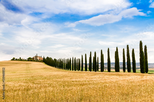 country road flanked with cypresses in Tuscany  Italy