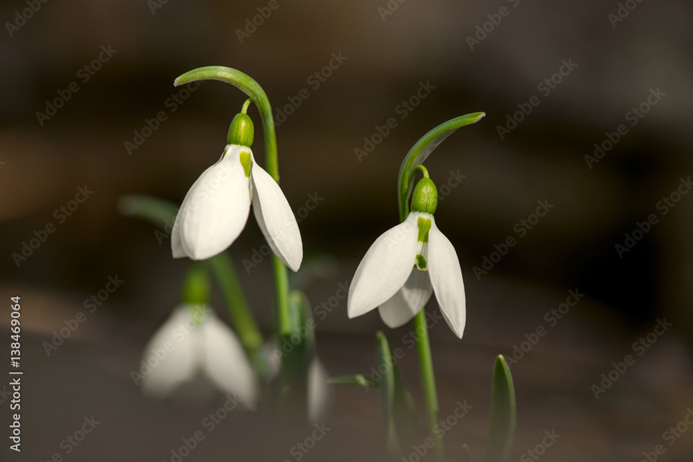 Spring snowdrop flowers blooming in sunny day Spring snowdrop flowers blooming in sunny day